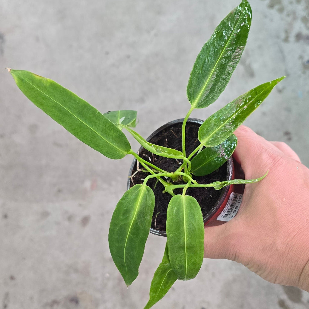 Anthurium warocqueanum - 4"