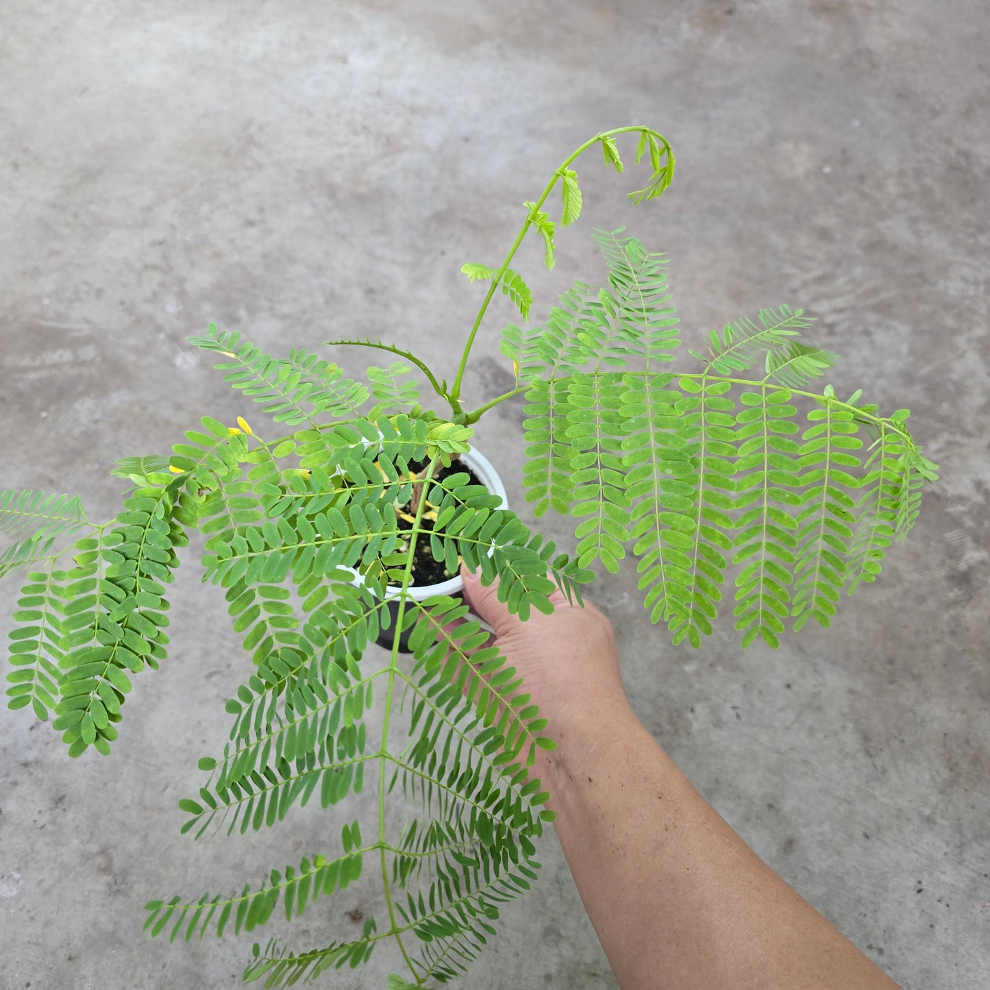 Colvillea racemosa - 4"