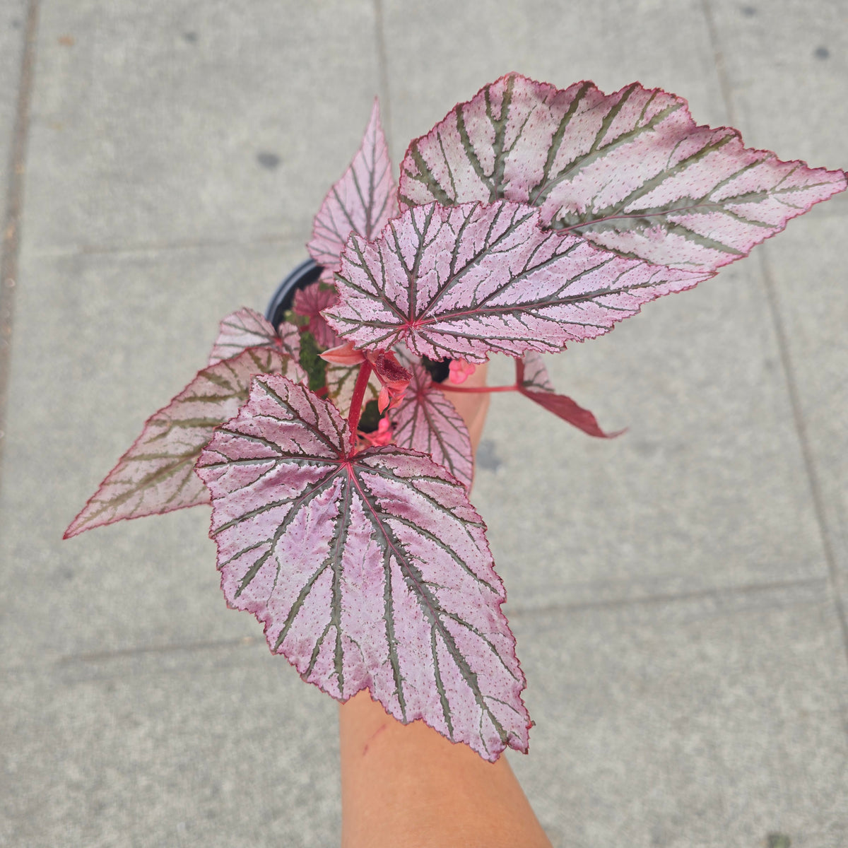 Begonia angel wing ashura - 4"