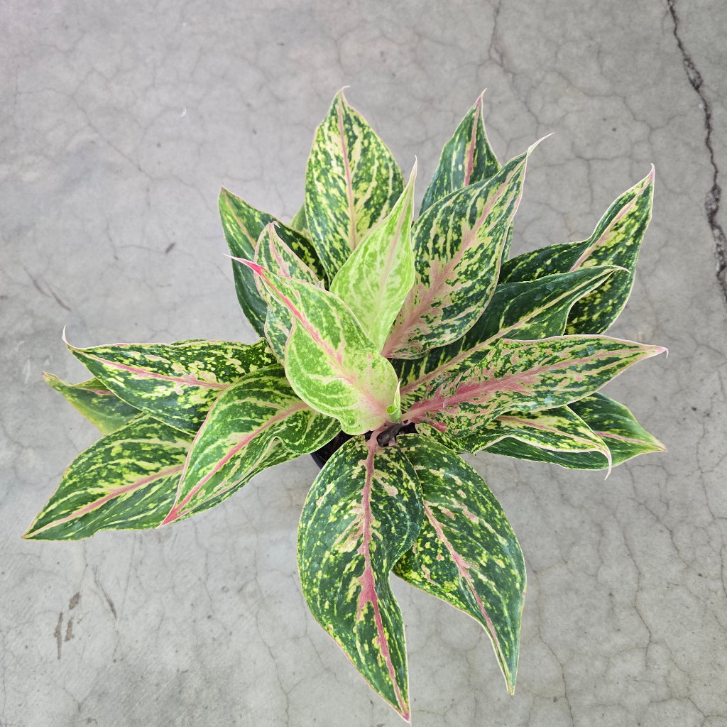 Aglaonema 'Butterfly' - 5"