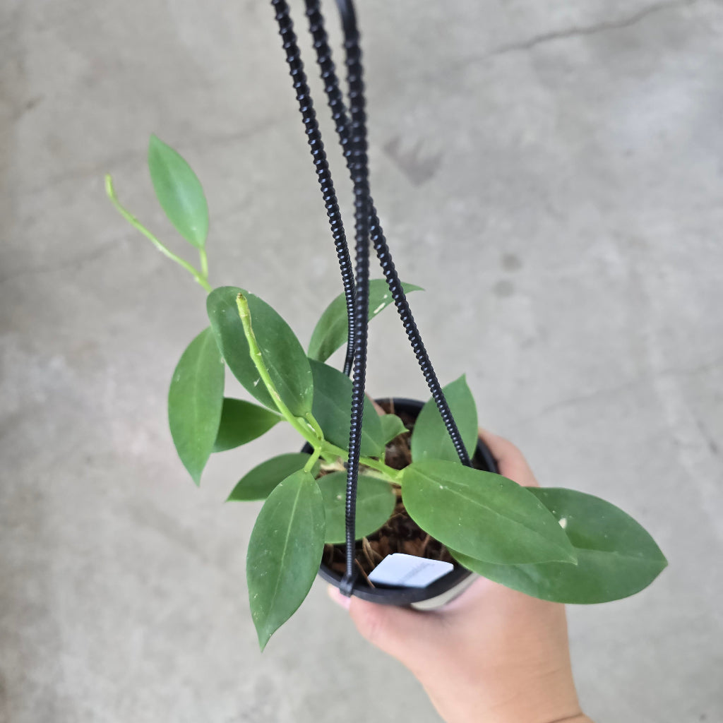 Hoya parasitica x pachyclada - 4" HB