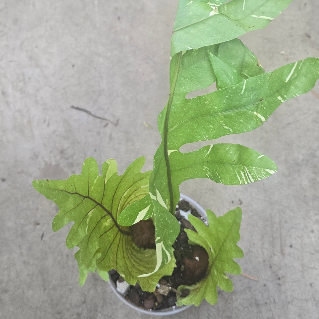 Variegated Drynaria - 4"