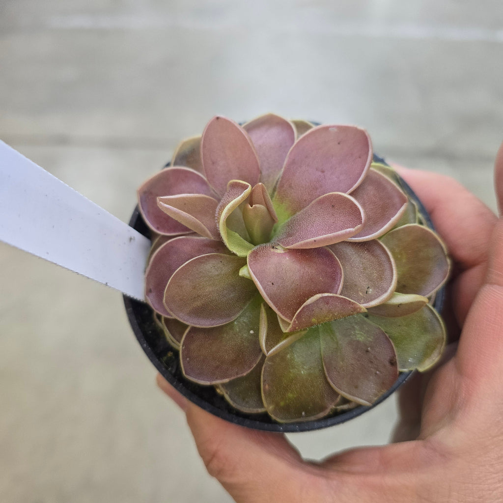 Pinguicula moranensis 'Rosea' - 3.5"