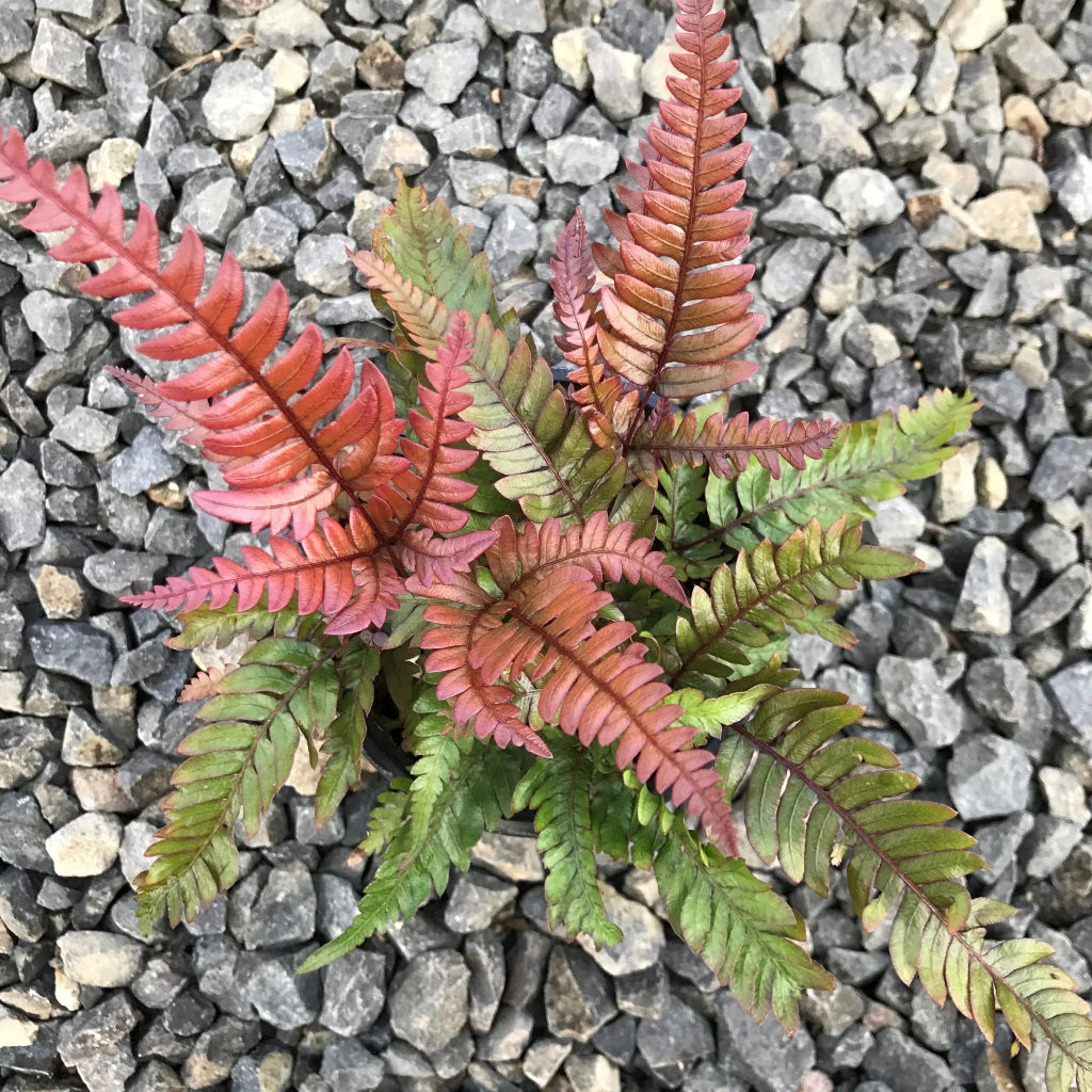 Pteris aspericaulis 'Tricolor' - 2"