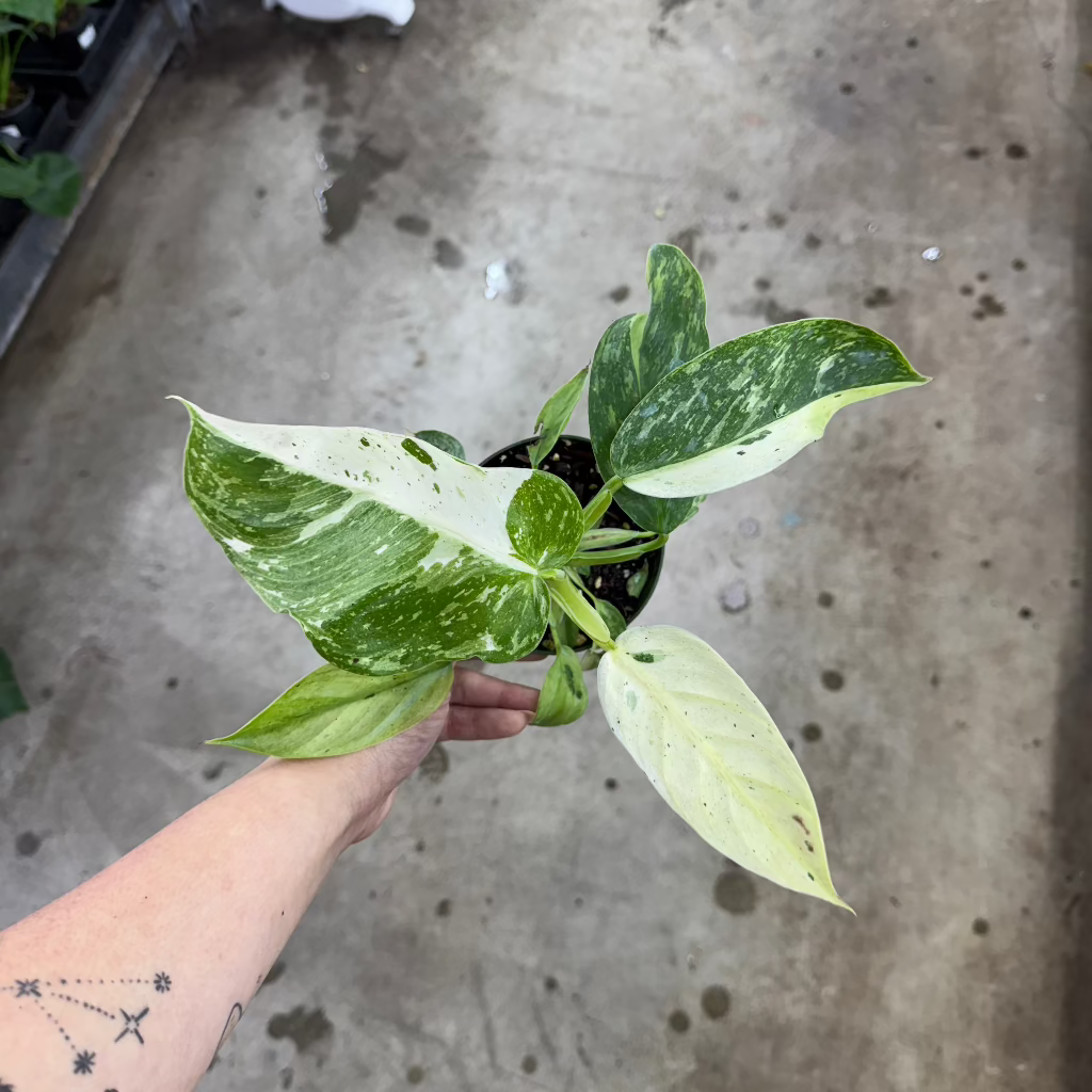 PHILODENDRON - Philodendron 'Jose Buono  Fiesta' - 4"