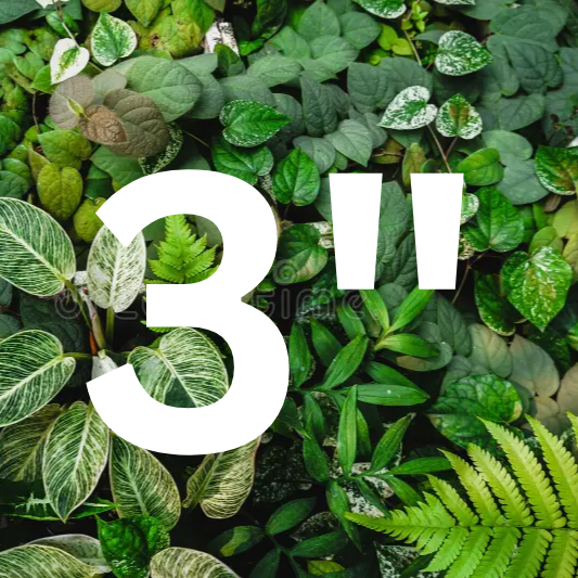 PLHC rescue plant - 3"