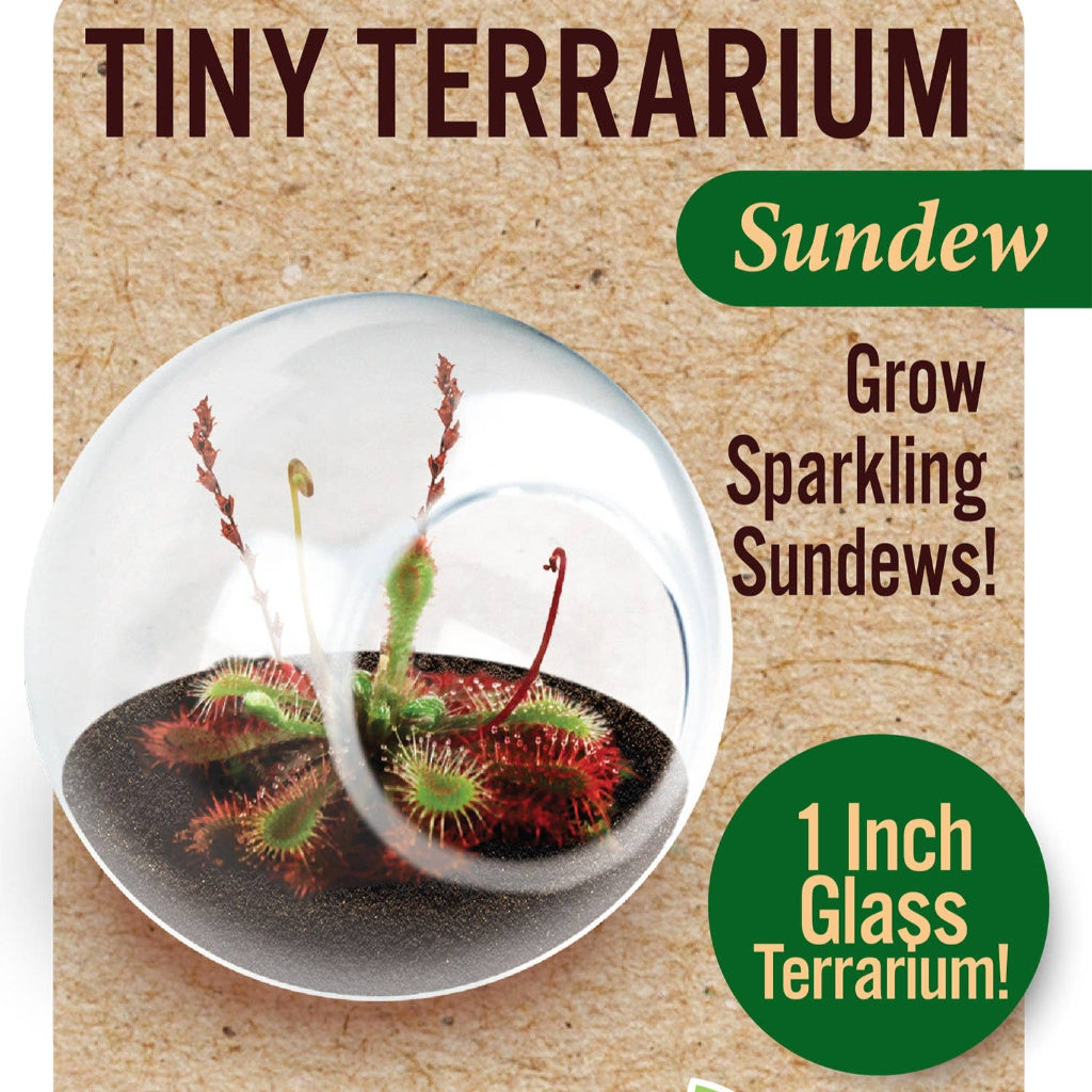 Tiny Terrarium Carnivorous Glass Terrarium
