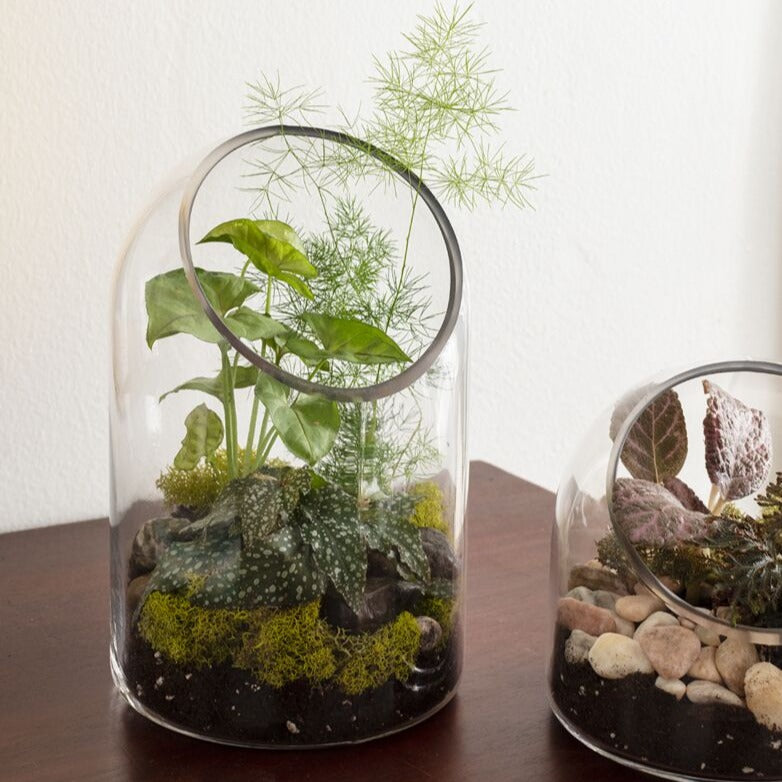Warner Terrarium - 9.25"