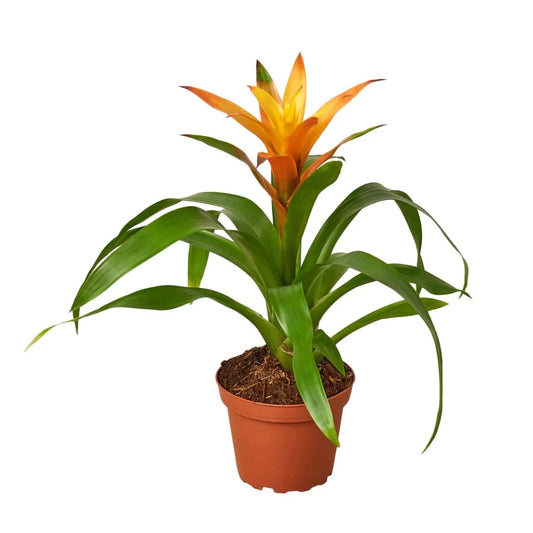 Bromeliad Guzmania - Orange - 4"