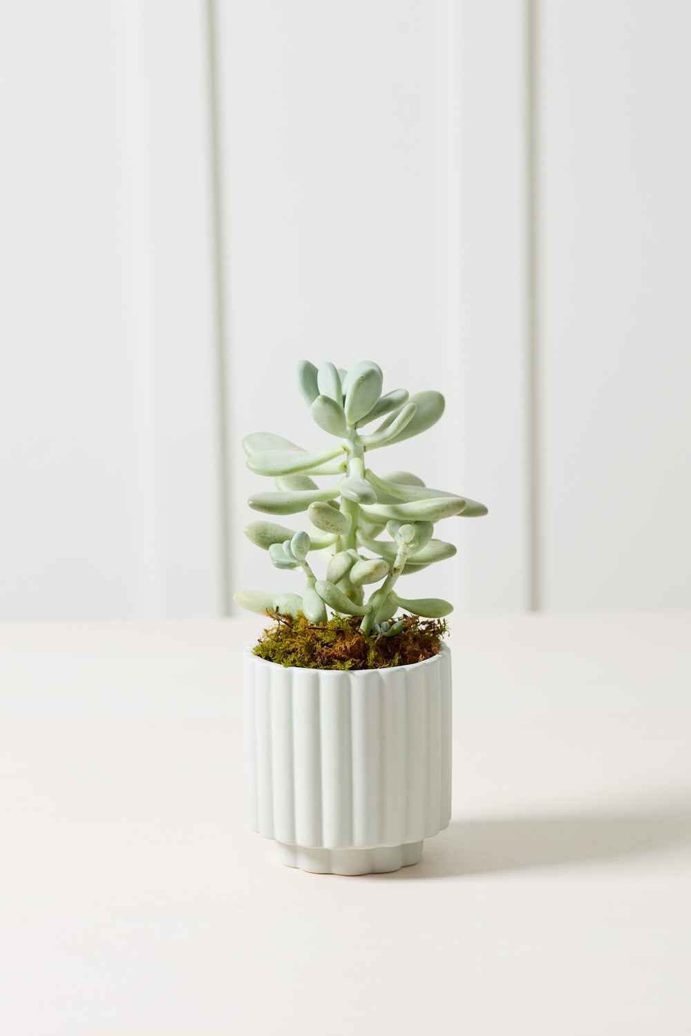 Carmen Pot - 4.5" (light blue)