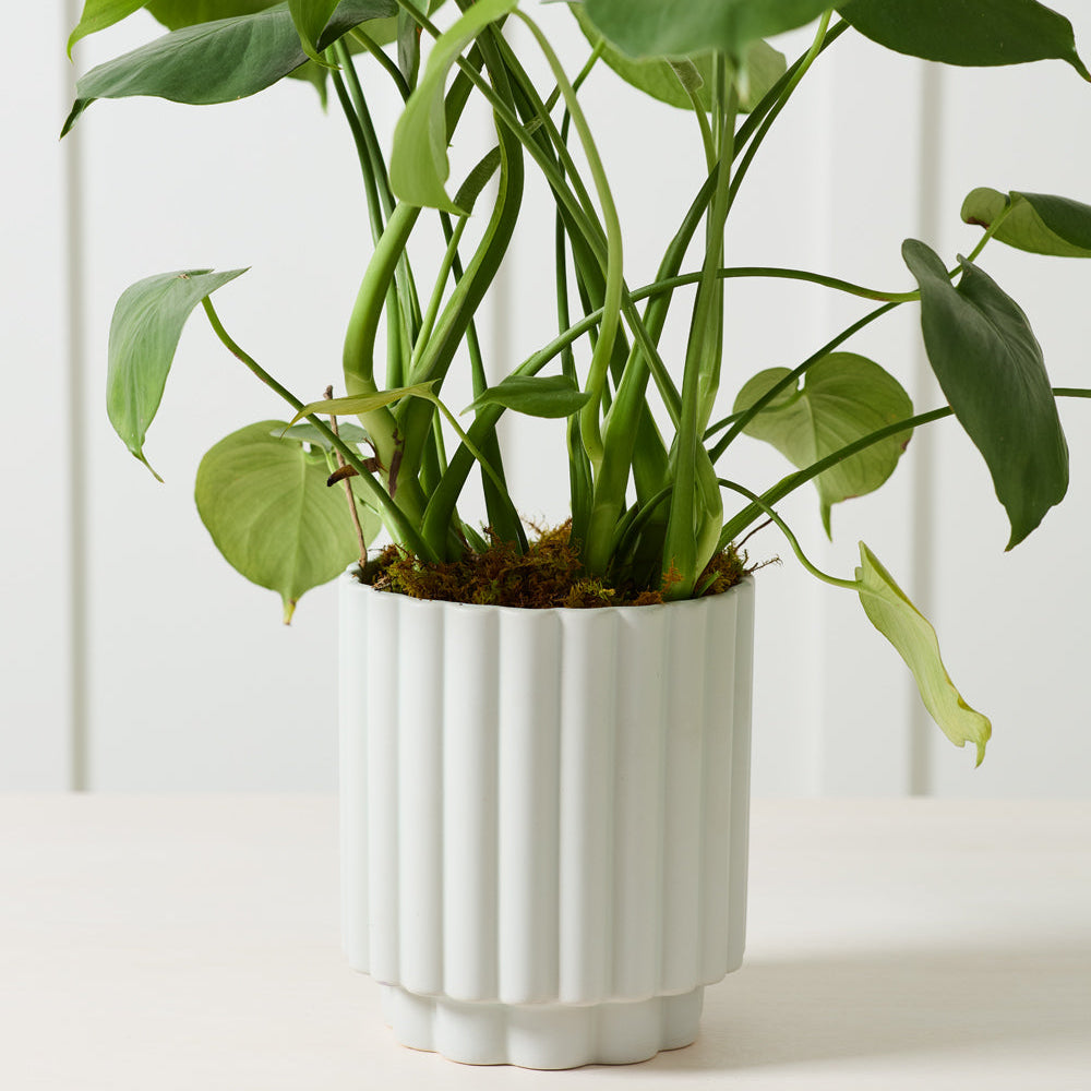 Carmen Pot - 7.25" (light blue)