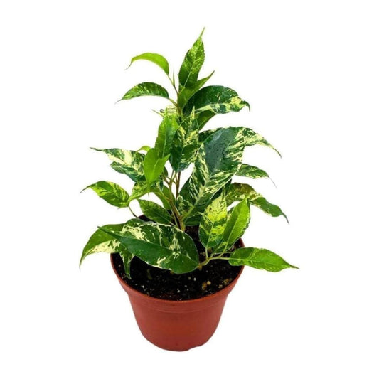 Ficus benjamina variegata  -4"