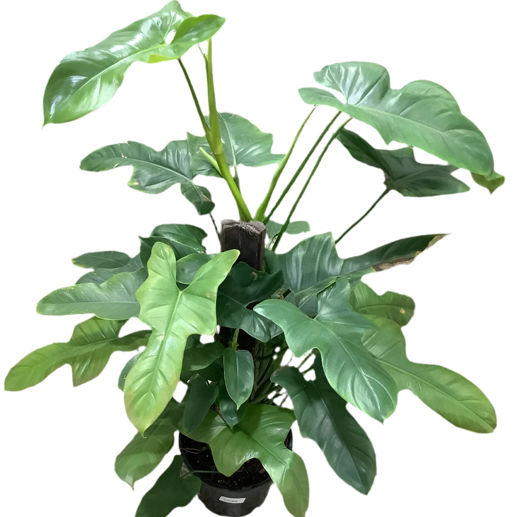 Philodendron panduriforme - 4"