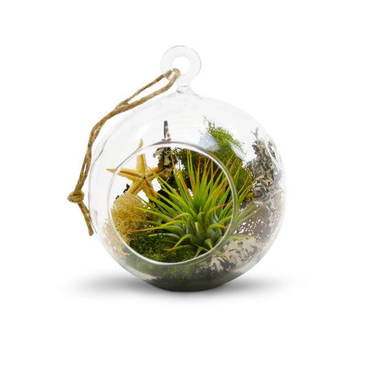 Terrarium Globe - 4"