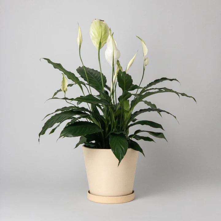 Tapered SIgnature Stone Planter - 7"