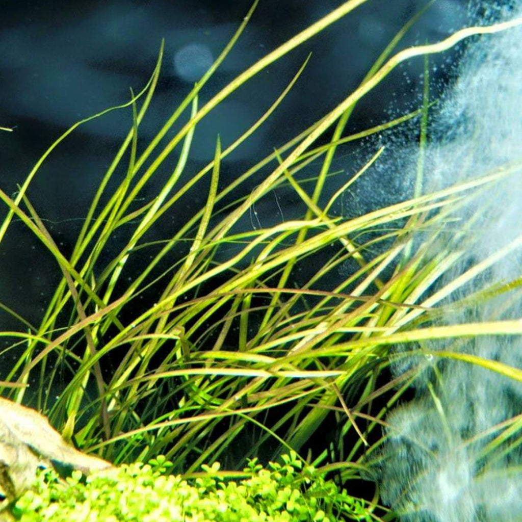 Cryptocoryne tonkinensis