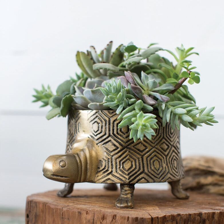 Tommy Turtle Pot