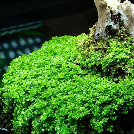 Dwarf baby tears - 2"