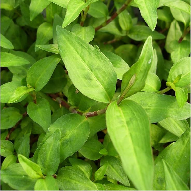 Vietnamese Coriander - 3.5"