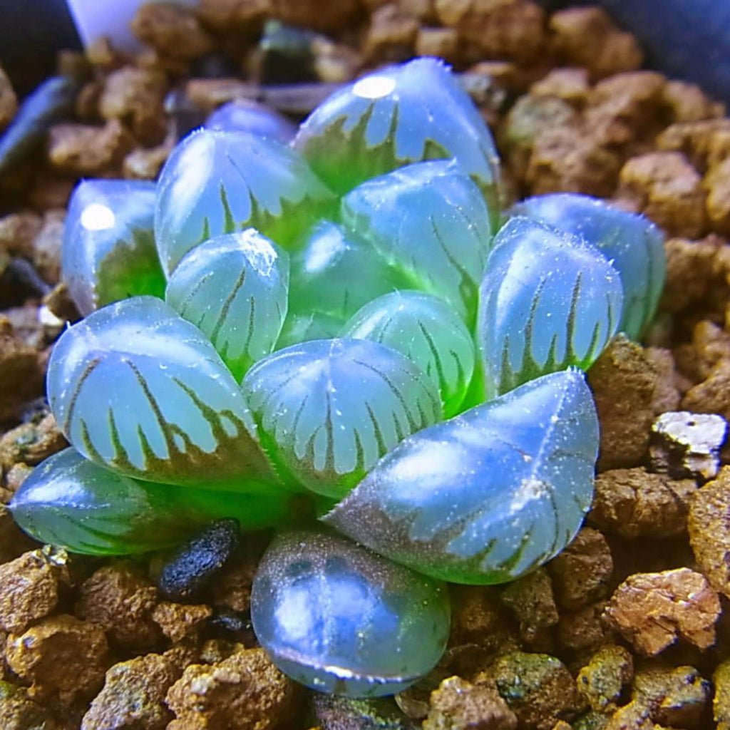 Haworthia obtusa 'Crystal' - 4"