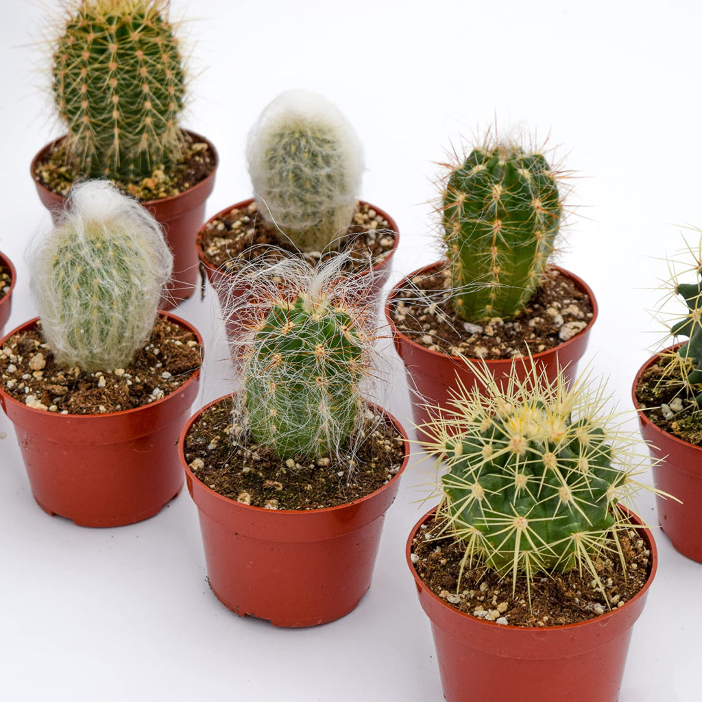 Cactus assorted - 4" (rescue)
