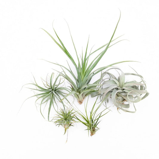 Tillandsia - assorted