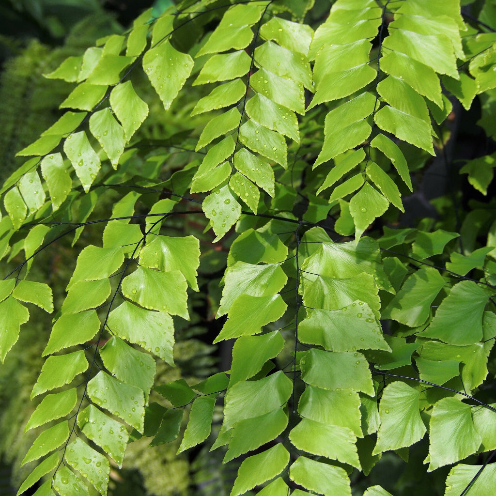 Adiantum peruvianum - 4"