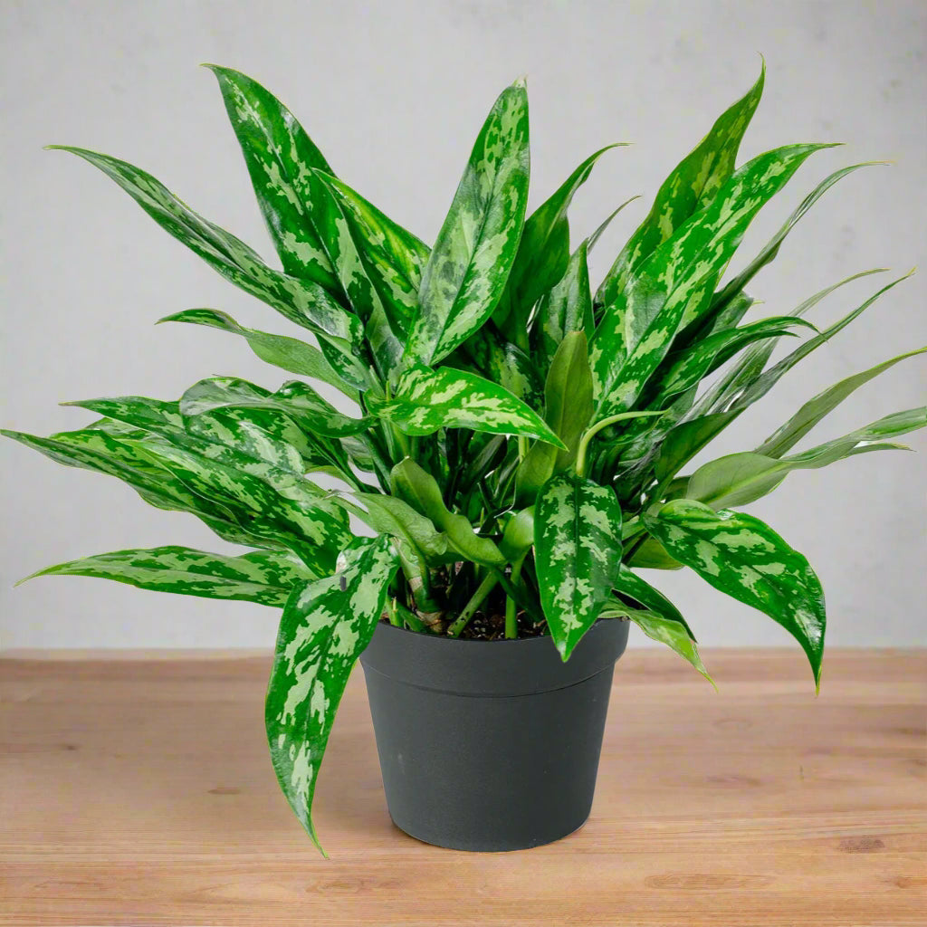 Aglaonema 'Maria' - 6"