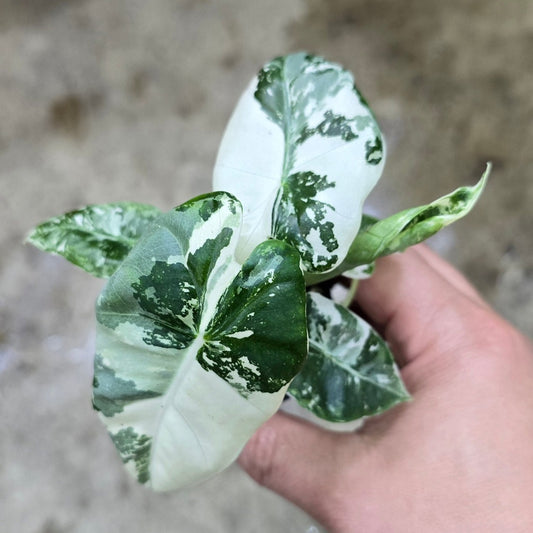 Alocasia frydek variegata - 2"
