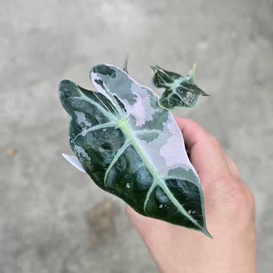Alocasia amazonica variegated - 2"