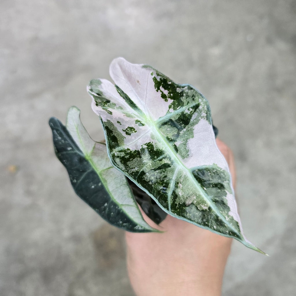 Alocasia amazonica variegated - 2"