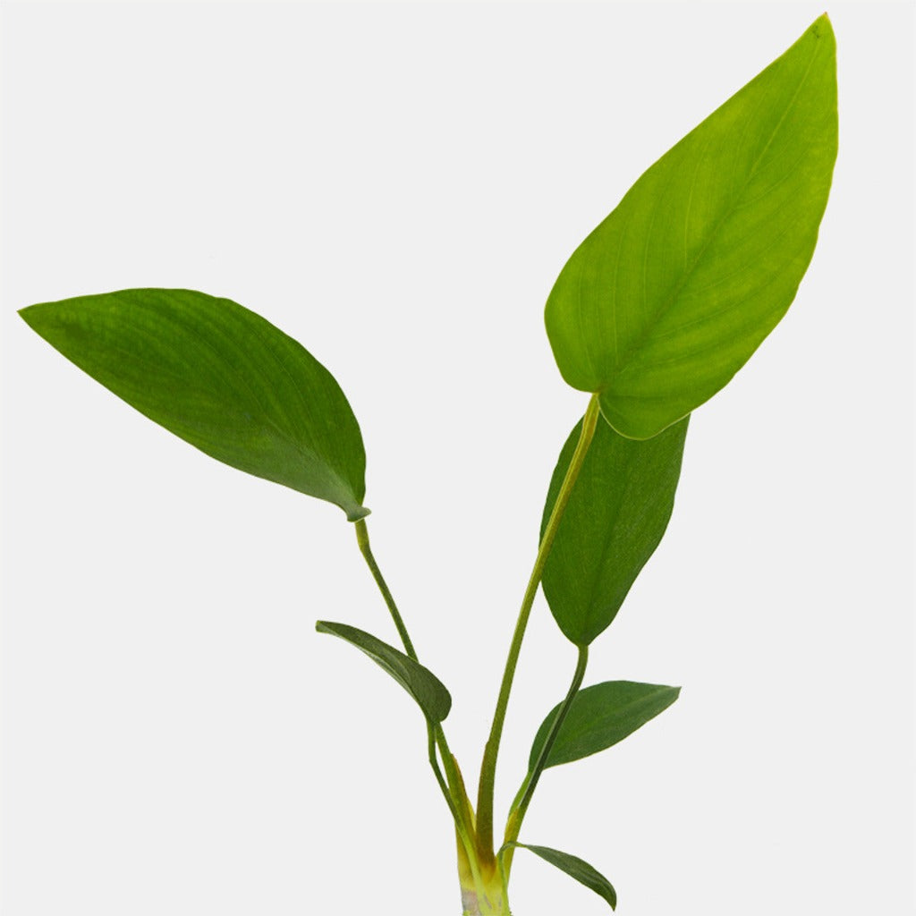 Anubias hastifolia- 2"
