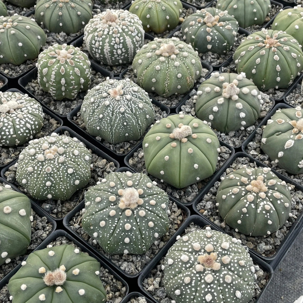 Astrophytum asterias assorted - 2"
