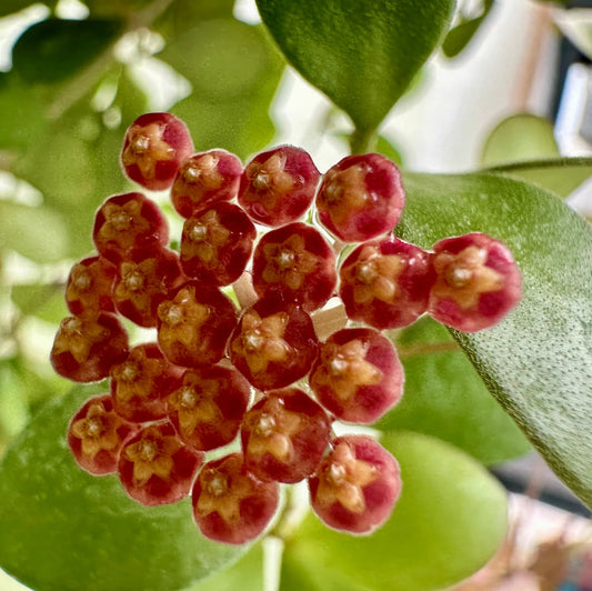 Hoya bilobata - 4"