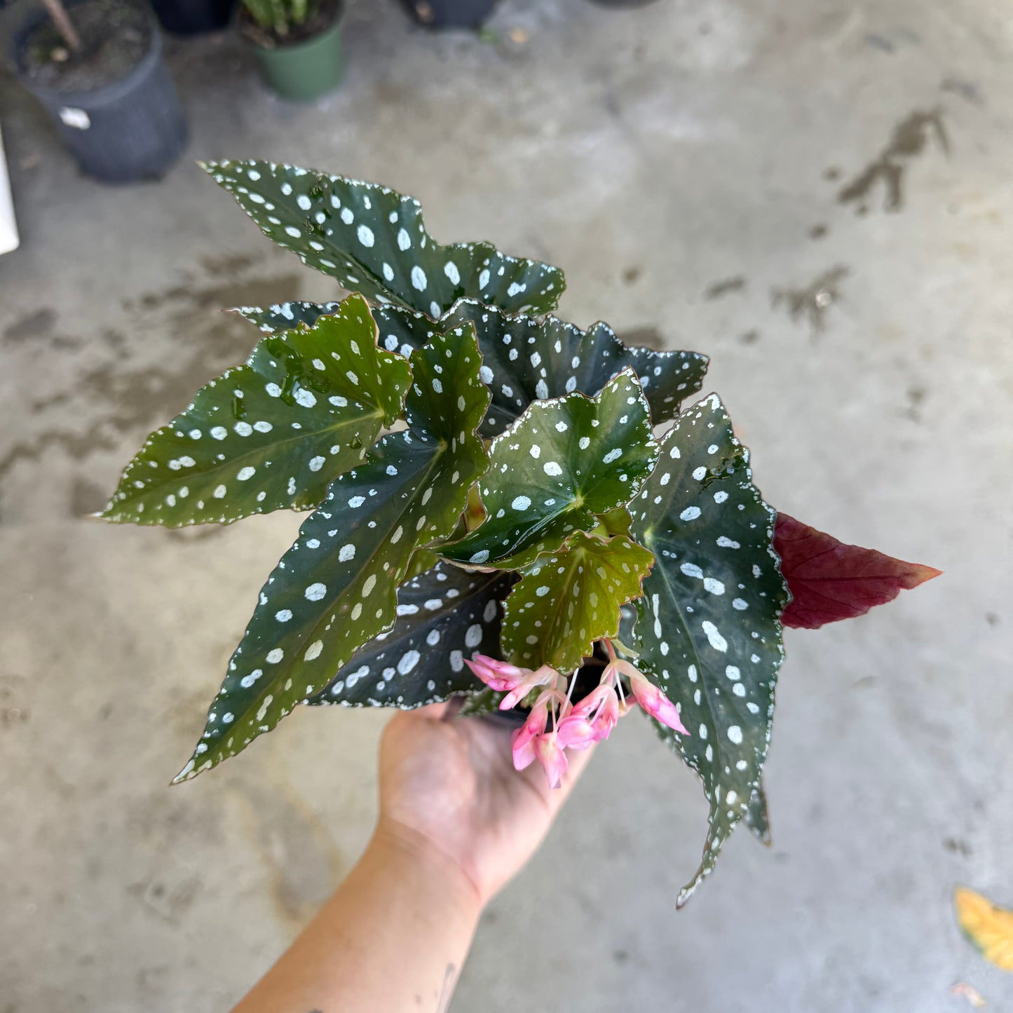 Begonia maculata 'Spotlight Green' - 4"