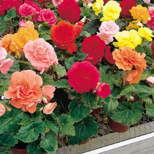 Begonia nonstop - 4"