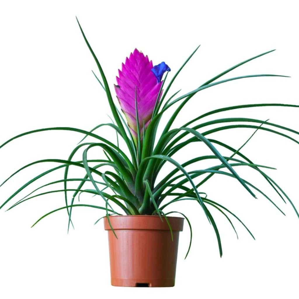 Tillandsia cyanea - 4"