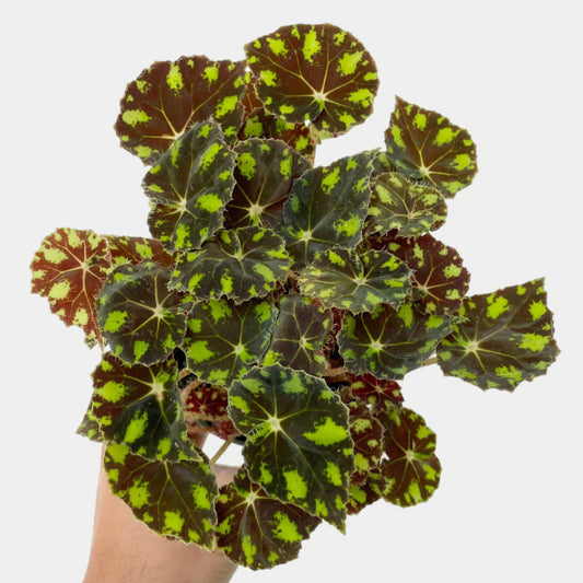 Begonia bowerae - 4"