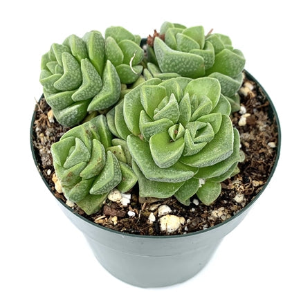 Crassula susannae - 4"