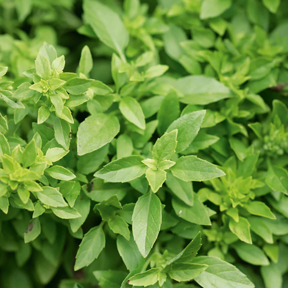 Crisp Bonsai Basil - 6"