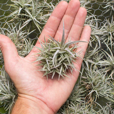 Capitata Clump