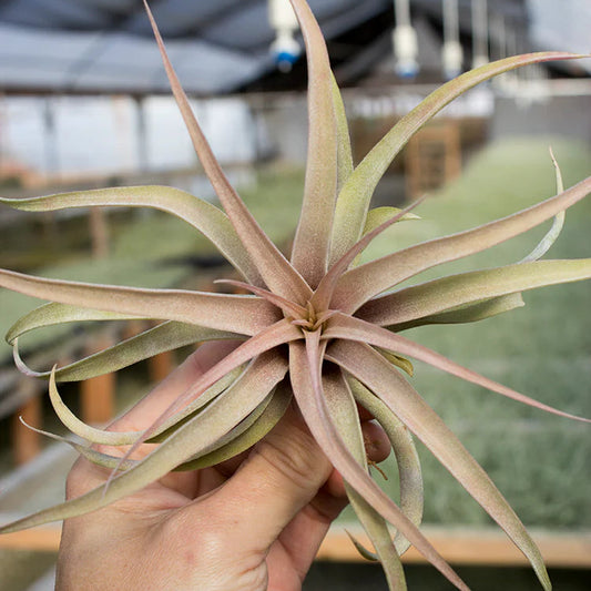 Capitata Peach (5-6")