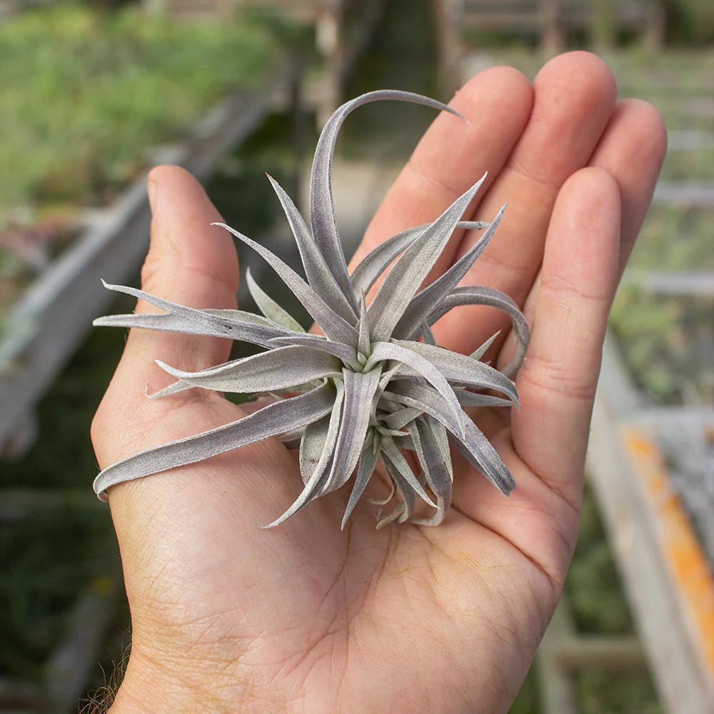 T. Chiapensis