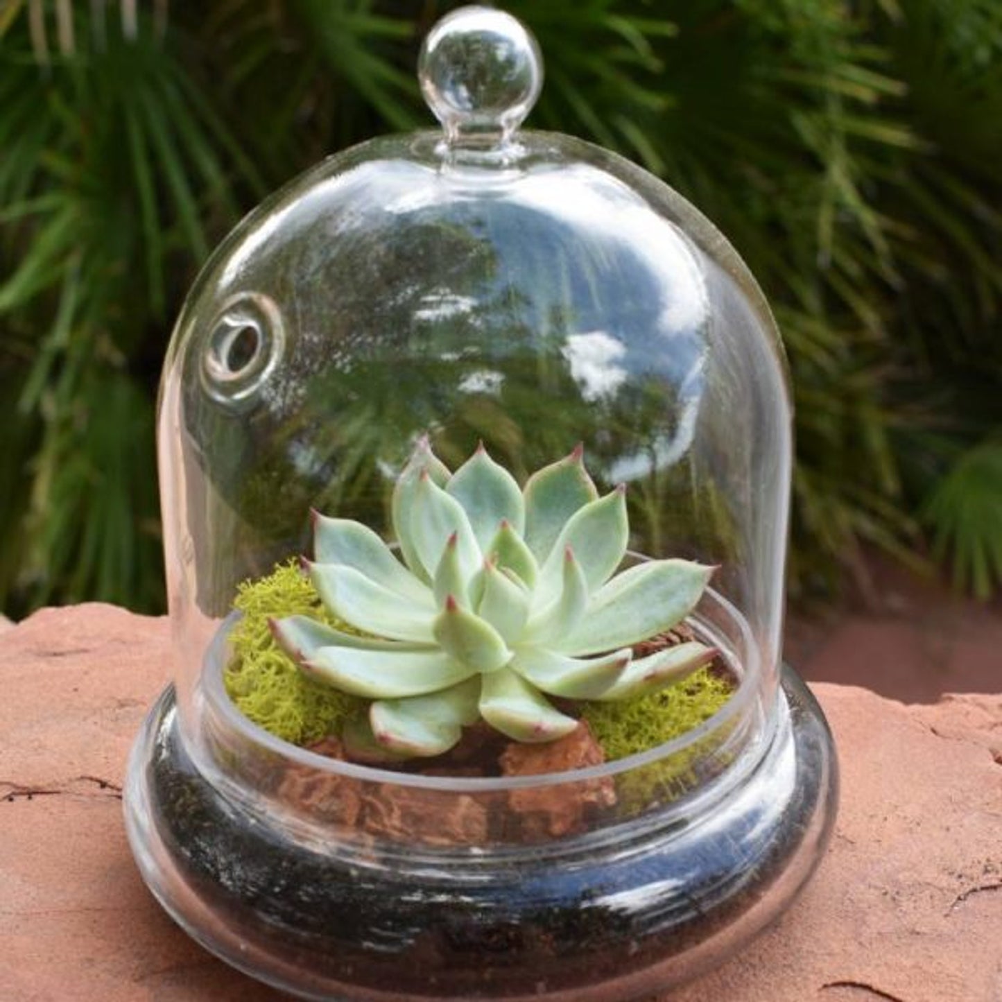 Terrarium Cloche - 4"