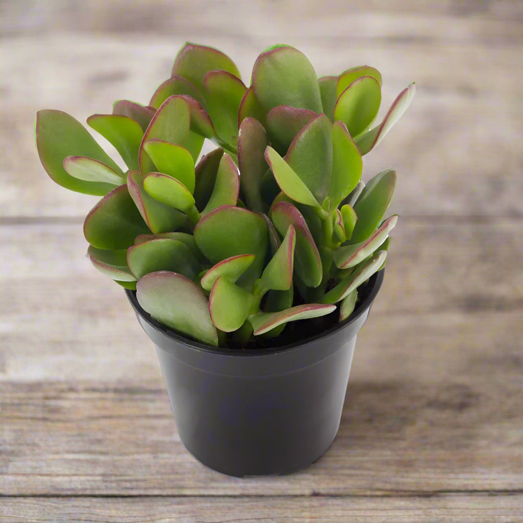 Crassula ovata - 4"