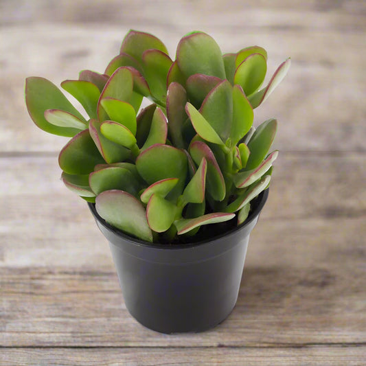 Crassula ovata - 4"