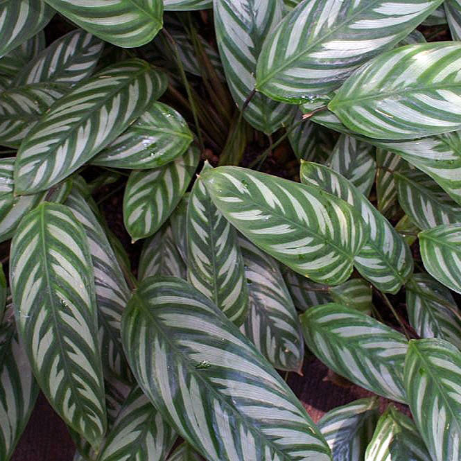 Ctenanthe oppenheimiana - 4"
