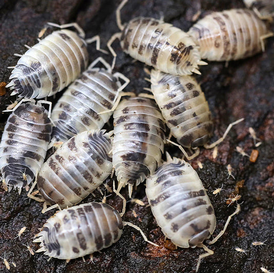 Isopods
