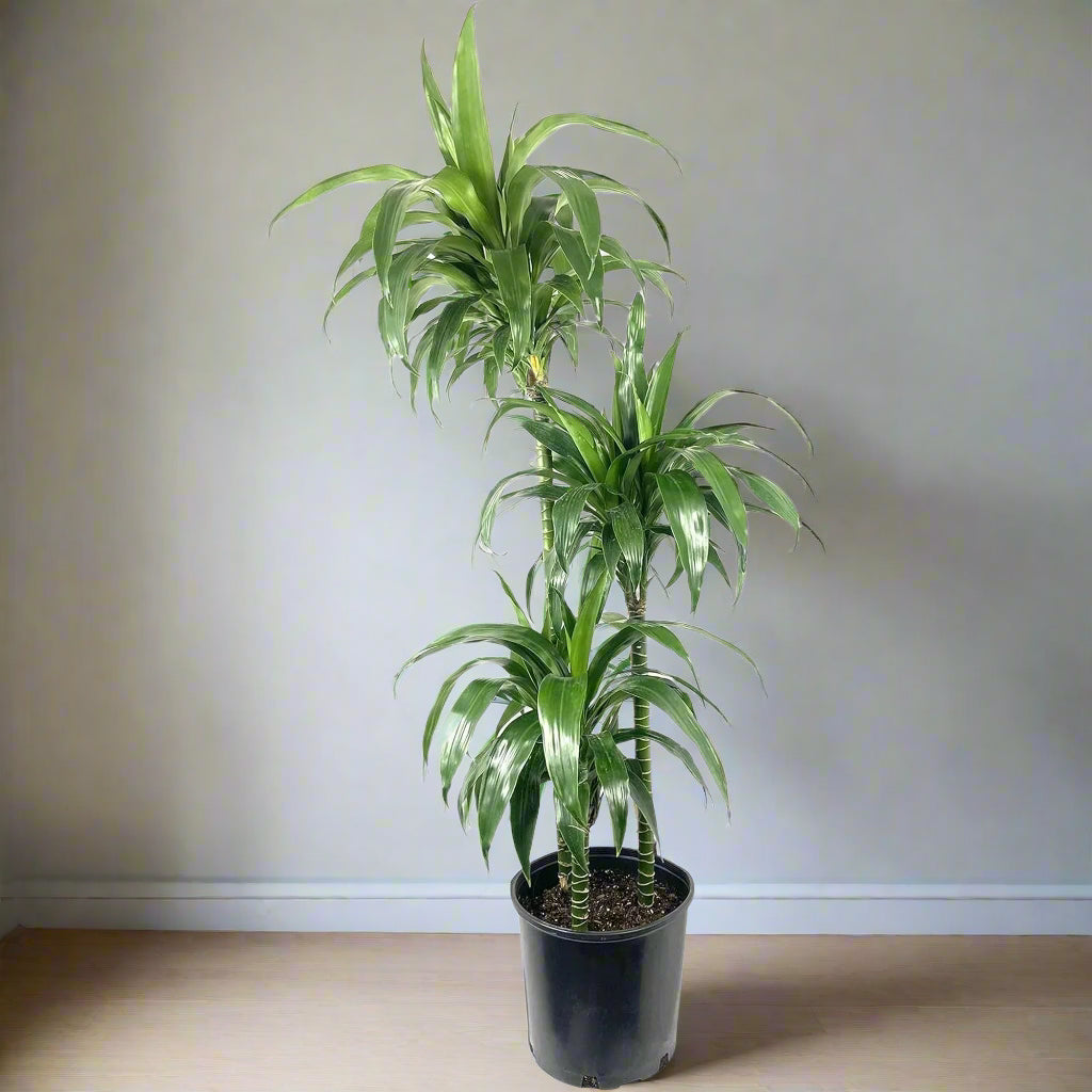 Dracaena fragrans 'Lisa' -10" (no shipping)