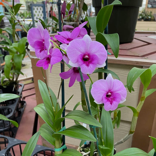 Dendrobium phalaenopsis Orchid - 4"